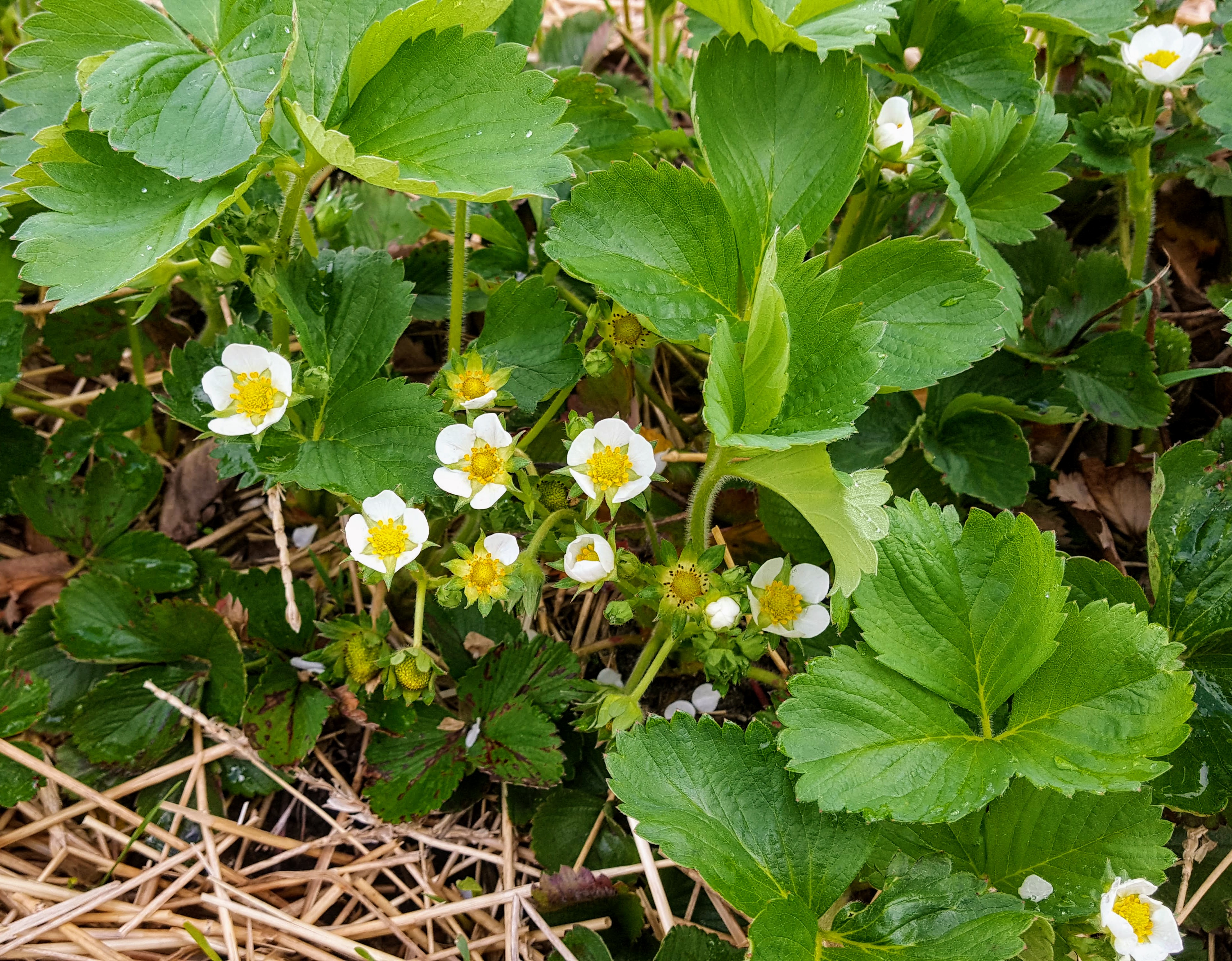 Strawberry blooms